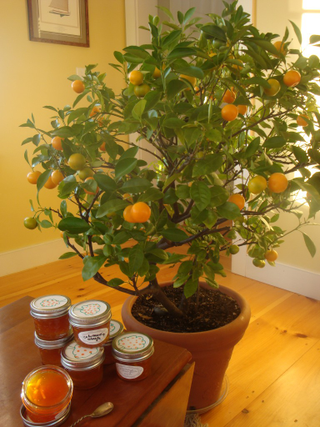 Illustration for article titled The Main Ingredient: Mom's Orange Tree